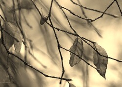 Szary + Sepia