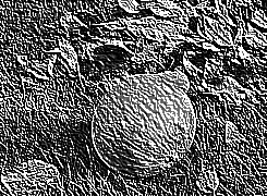 Skamielina