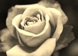 Szary + Sepia