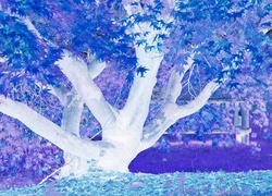 Negatyw