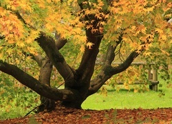 Oryginalny obrazek