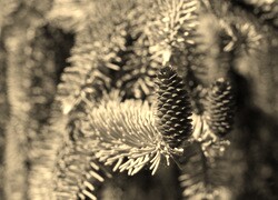 Sepia