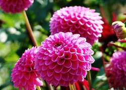 Oryginalny obrazek
