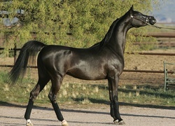 Oryginalny obrazek