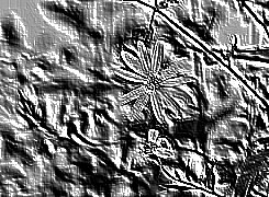Skamielina