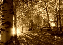 Sepia