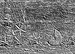 Skamielina