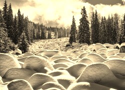 Szary + Sepia