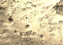 Sepia + Negatyw