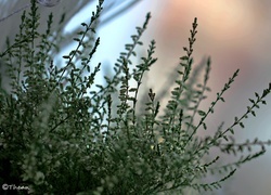 Oryginalny obrazek