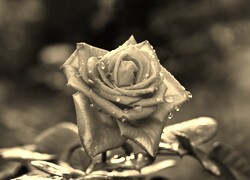 Szary + Sepia