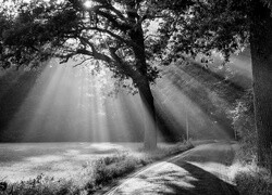 Szary