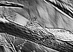 Skamielina