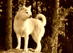 Sepia