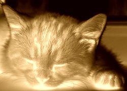 Sepia + Negatyw