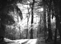 Szary + Sepia