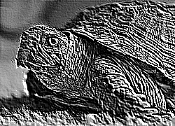 Skamielina