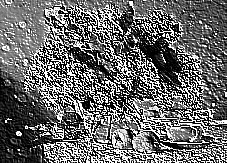 Skamielina