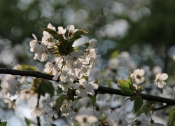 Oryginalny obrazek