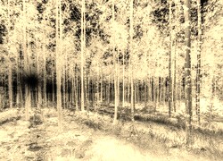 Sepia + Negatyw