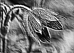 Skamielina
