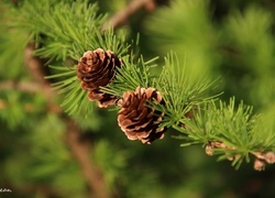 Oryginalny obrazek
