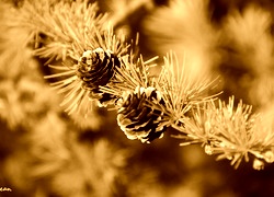 Sepia