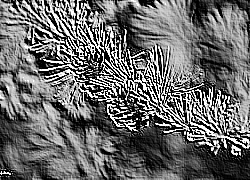 Skamielina