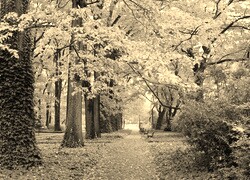 Szary + Sepia