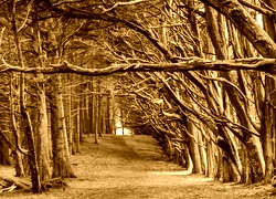 Sepia