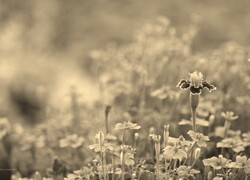 Szary + Sepia