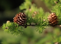 Oryginalny obrazek