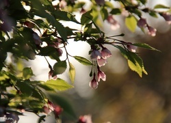 Oryginalny obrazek
