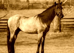 Sepia