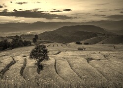 Szary + Sepia