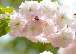Oryginalny obrazek