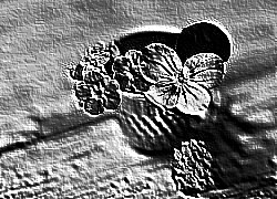 Skamielina