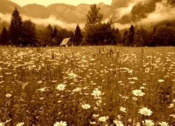 Sepia
