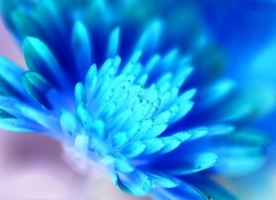 Negatyw