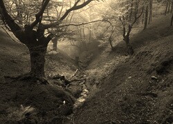 Szary + Sepia