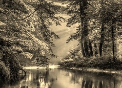 Szary + Sepia