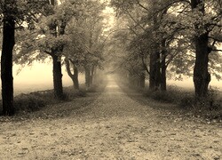 Szary + Sepia