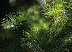 Oryginalny obrazek
