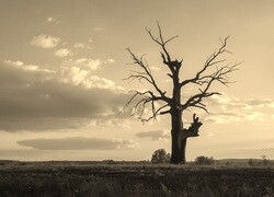 Szary + Sepia