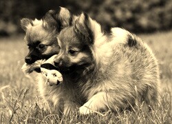 Szary + Sepia