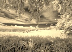 Szary + Sepia