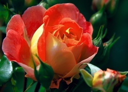 Oryginalny obrazek