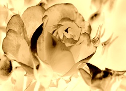 Sepia + Negatyw