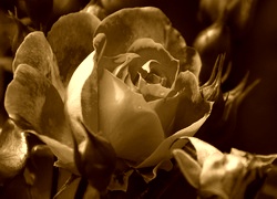 Sepia