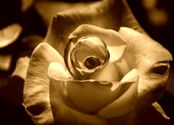 Sepia